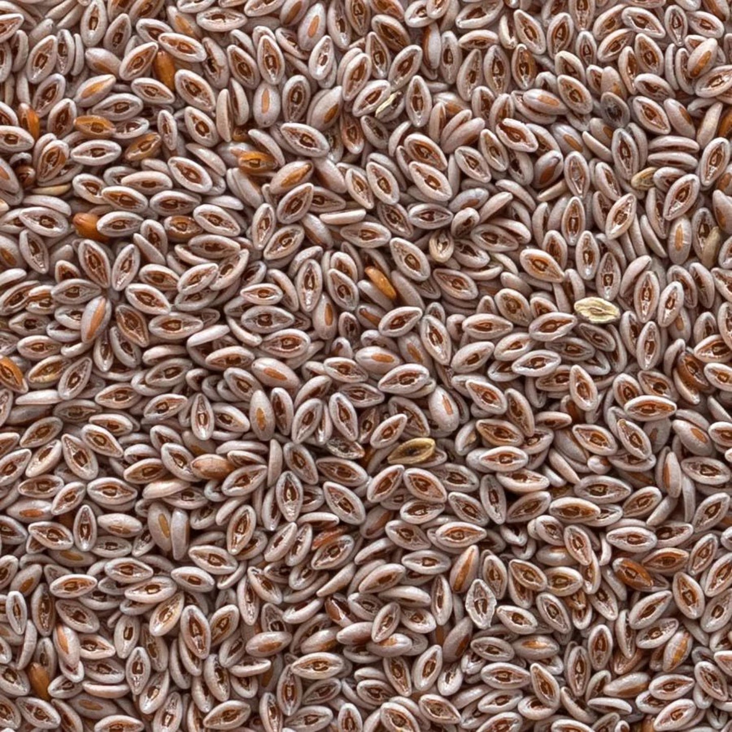 Frontier Co-op Organic Whole Psyllium Seed 1lb