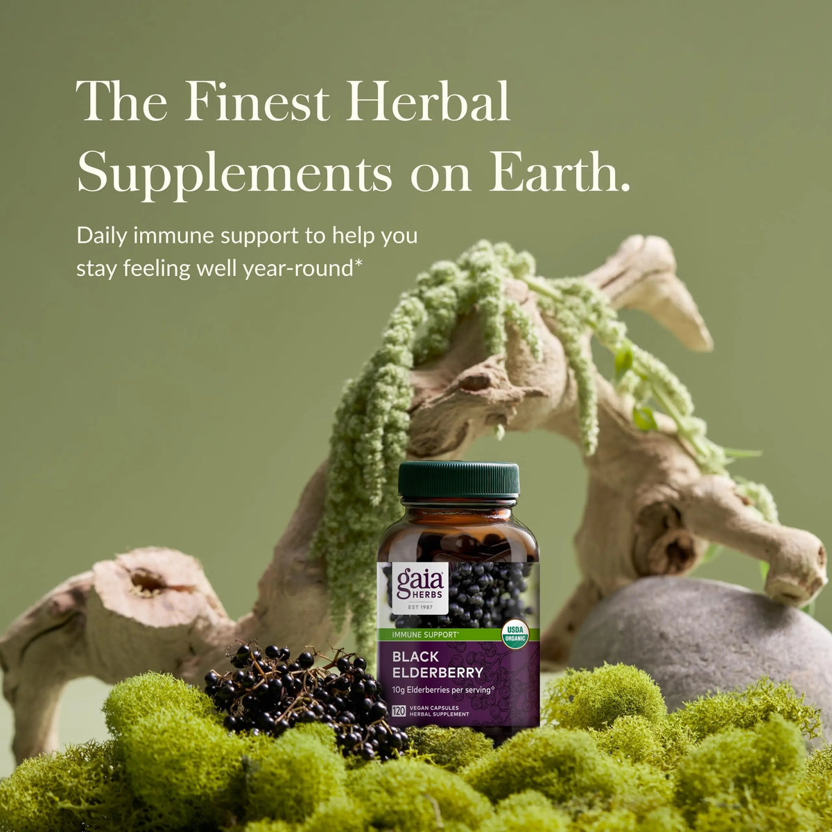 Gaia Herbs Black Elderberry – Daily Immune Support Capsules with Acerola (120 Vegan Capsules, 60 Servings) BritishVita | Premium UK Vitamins & Wellness Supplements