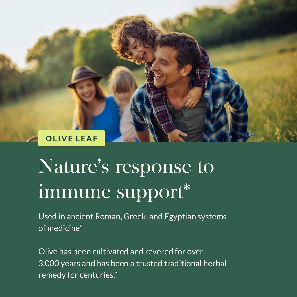 Gaia Herbs Olive Leaf - Traditional Immune Support with Oleuropein | 120 Vegan Liquid Phyto-Caps BritishVita | Premium UK Vitamins & Wellness Supplements