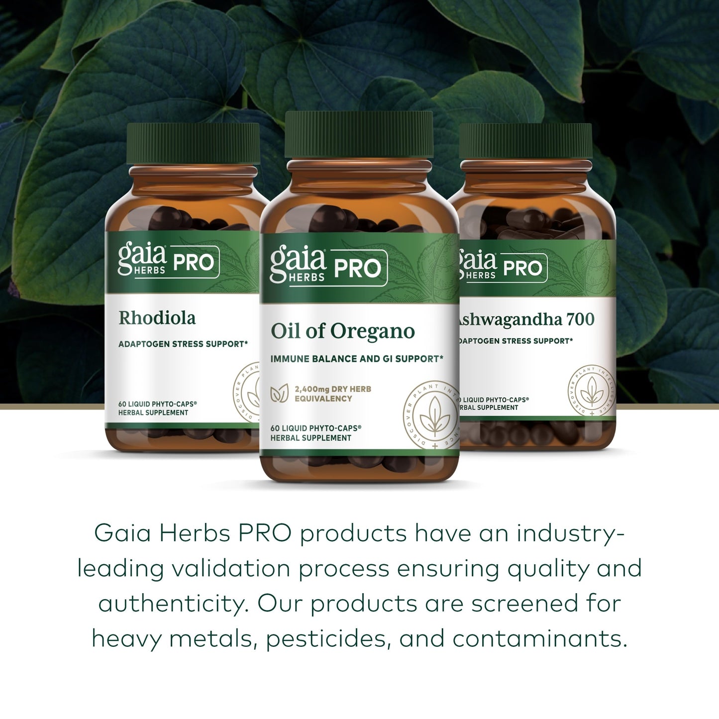 GAIA HERBS PRO Oil of Oregano – Immune Support & Gut Health, 60 Vegan Capsules