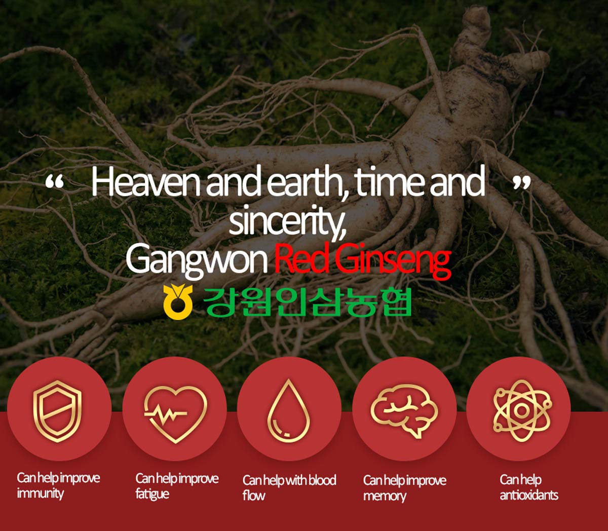 Gangwoninsam Korean Red Ginseng Tea – 6-Year-Old Red Ginseng, 3g x 100, Individually Packaged