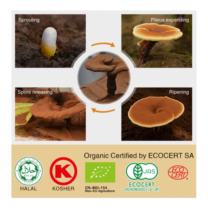 GANOHERB Organic Reishi Capsules – Immune Support, Vegan & Gluten Free