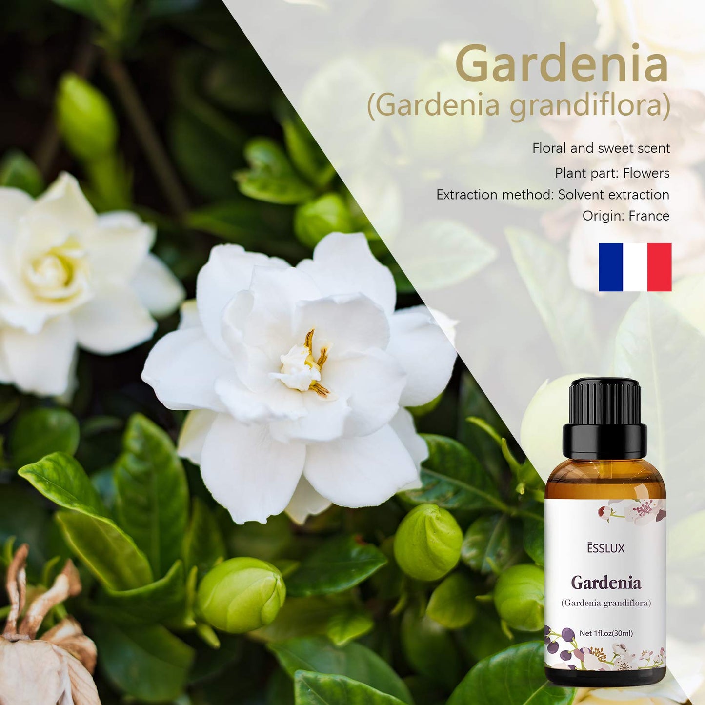 Esslux Gardenia Essential Oil 30 ml – Steam Distilled for Diffuser, Massage, Soap, Candle Making, Perfume