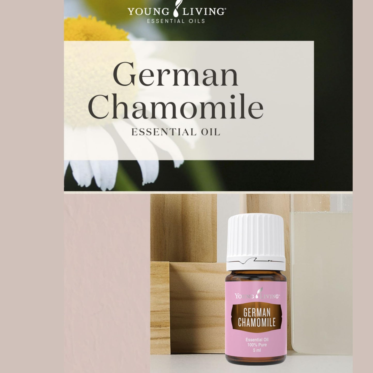 German Chamomile 5ml by Young Living – Calming Aroma, Skin Care & Meditation