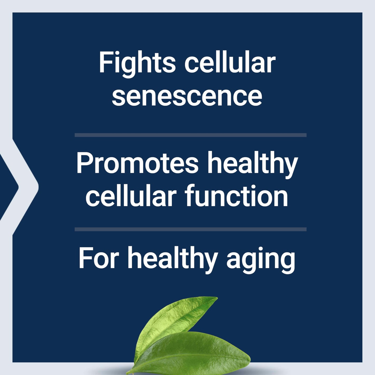GEROPROTECT Ageless Cell – Cellular Health & Healthy Aging (30 Gluten-Free Softgels) | Life Extension