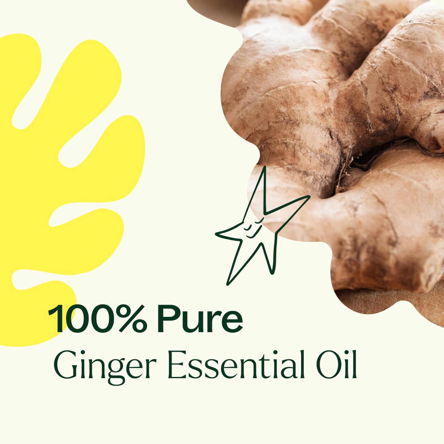 Plant Therapy Ginger Steam Distilled Essential Oil 10 mL (1/3 oz) 100% Pure, Undiluted, Natural Aromatherapy