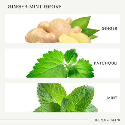 The Magic Scent Ginger Mint Grove Diffuser Oil - Luxury Hotel & Home Scents - 4 oz (120 mL)