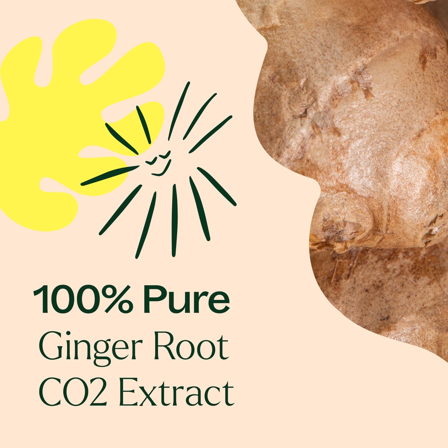 Plant Therapy Ginger Root CO2 Essential Oil - 100% Pure, Therapeutic Grade (10 mL)
