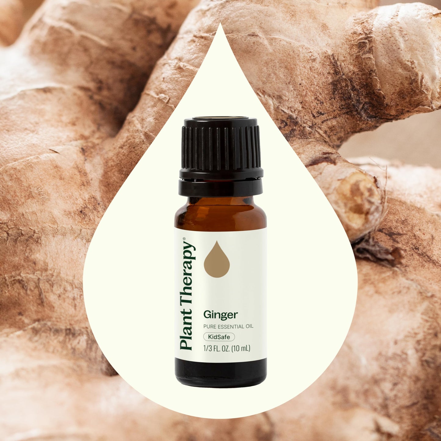 Plant Therapy Ginger Steam Distilled Essential Oil 10 mL (1/3 oz) 100% Pure, Undiluted, Natural Aromatherapy