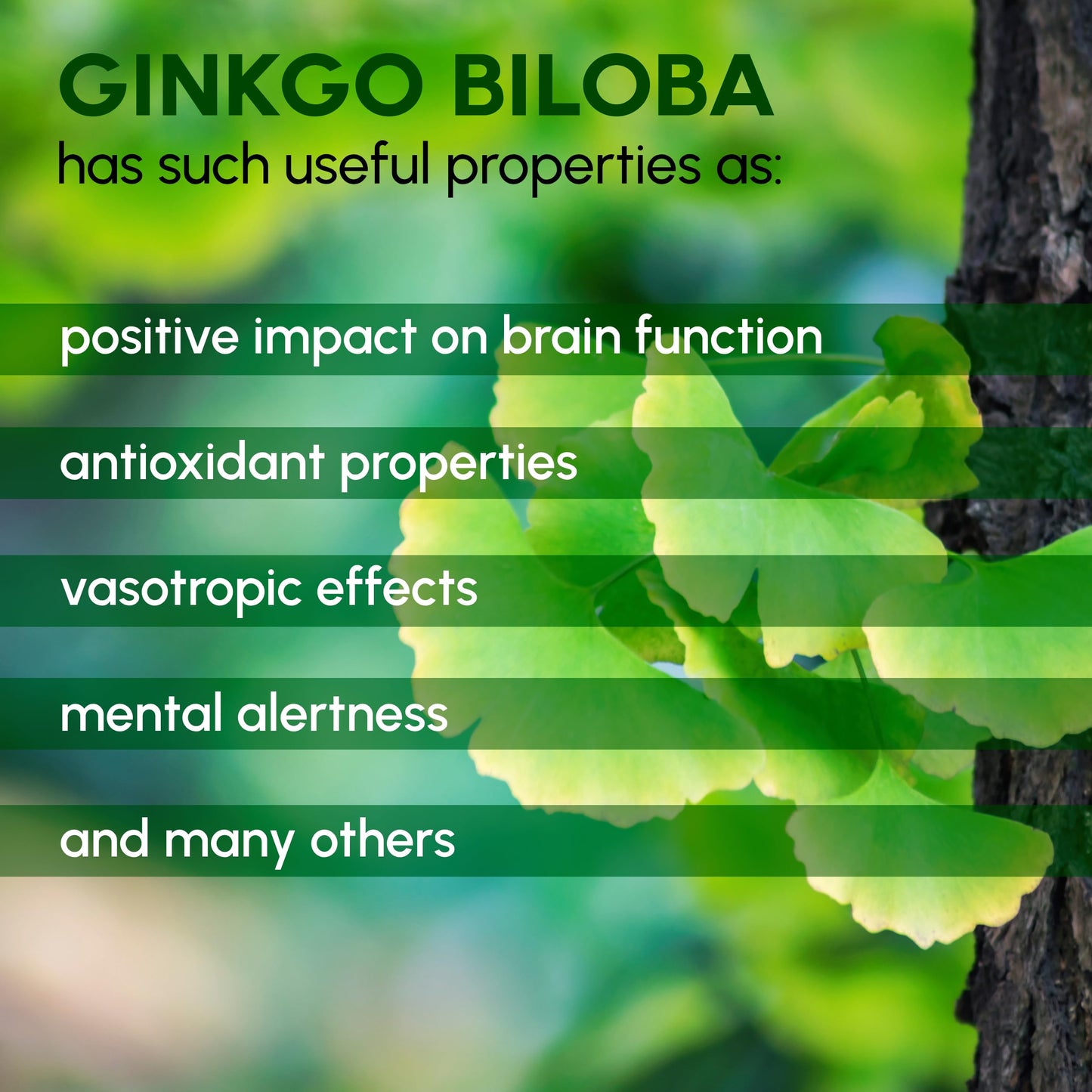 Ginkgo Biloba Powder 8 oz – Pure Natural Supplement for Brain Support & Mental Alertness | Filler Free