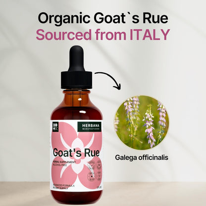 Goat's Rue Liquid Extract 2 oz – Lactation Support for Breast Milk Production