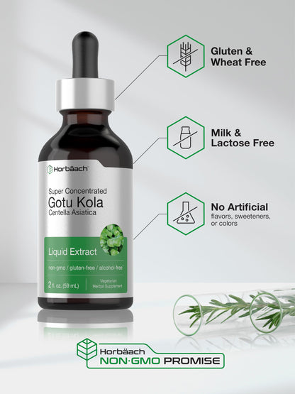 Gotu Kola Extract 2 fl oz Alcohol-Free Liquid Supplement | Horbaach
