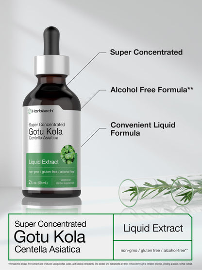 Gotu Kola Extract 2 fl oz Alcohol-Free Liquid Supplement | Horbaach