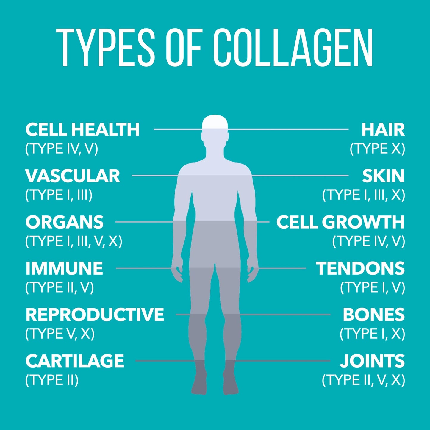 Natures Plus Collagen Peptides - 20 Stick Packets | Hair, Skin, Nail & Joint Health, Immune Support