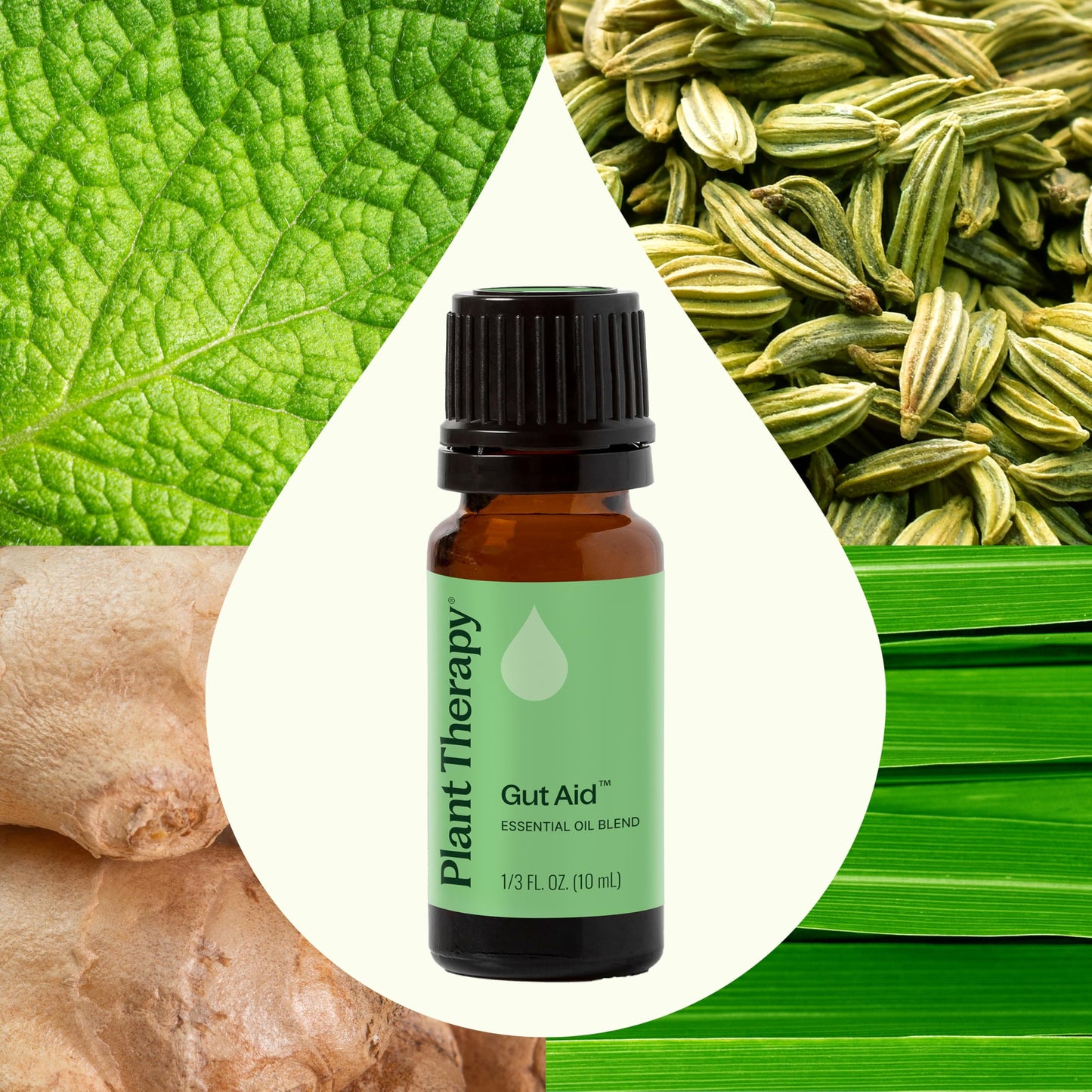 Plant Therapy Gut Aid Essential Oil Blend 10 mL – Upset Stomach Relief