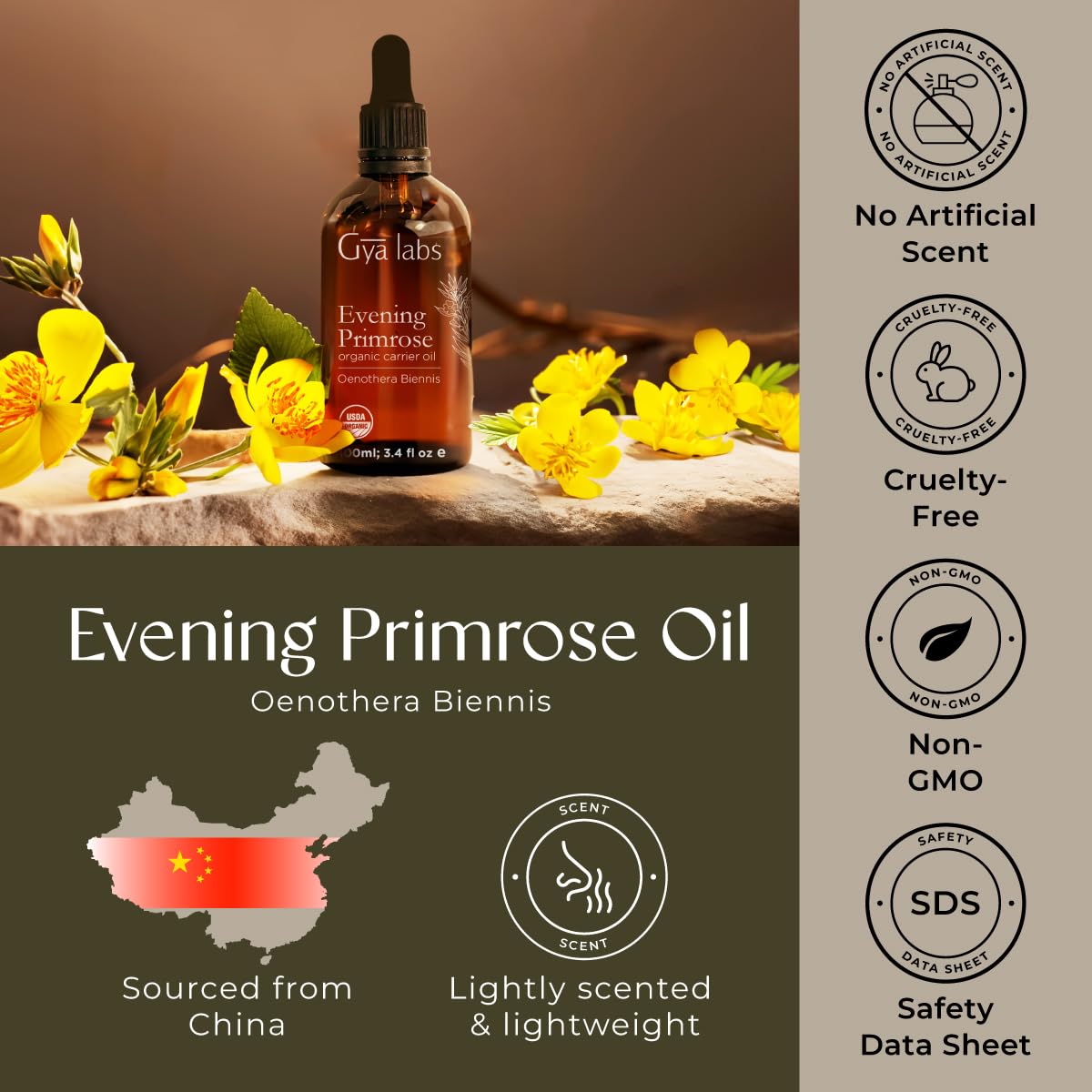 Gya Labs Evening Primrose Carrier Oil - 3.4 Fl Oz for Hair, Skin, Face & Massage