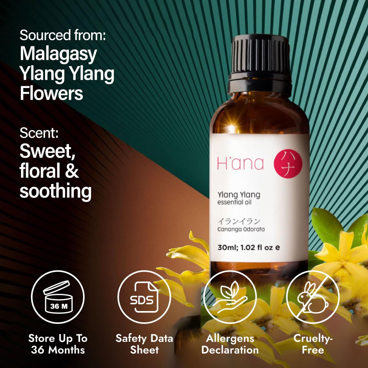 H'ana Ylang Ylang Essential Oil – 1.02 Fl Oz | Hair, Skin, Diffuser, Aromatherapy, DIY Candle & Soap Making