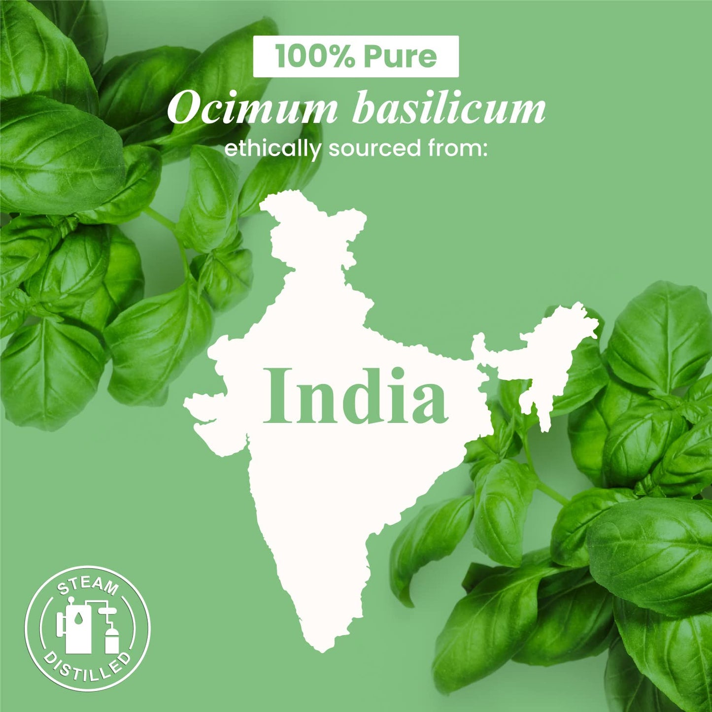 Handcraft Blends Basil Essential Oil – 0.33 fl oz Pack of 2 – 100% Pure & Natural Premium Grade for Diffuser, Aromatherapy, Skin, Massage, Candle & Soap Making