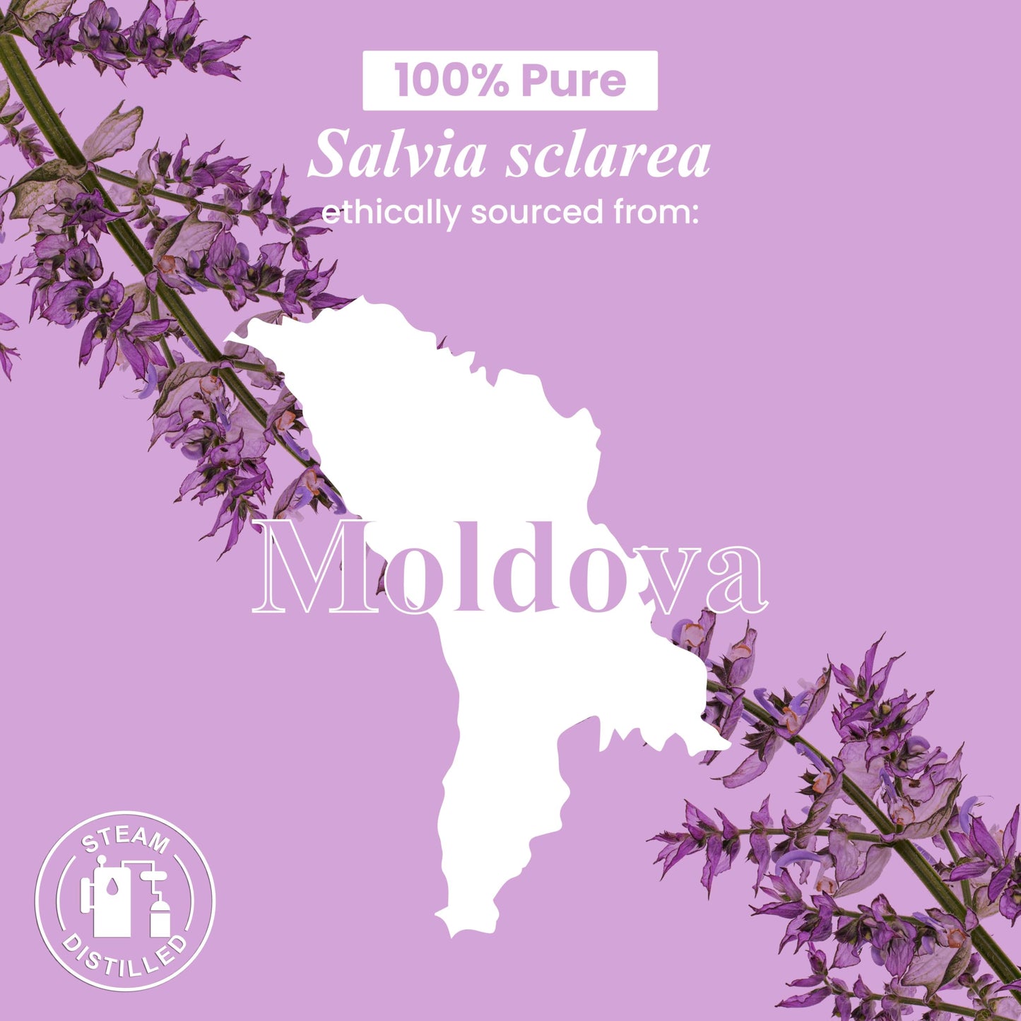 Handcraft Blends Clary Sage Essential Oil – 1 Fl Oz | 100% Pure & Natural, Premium Grade