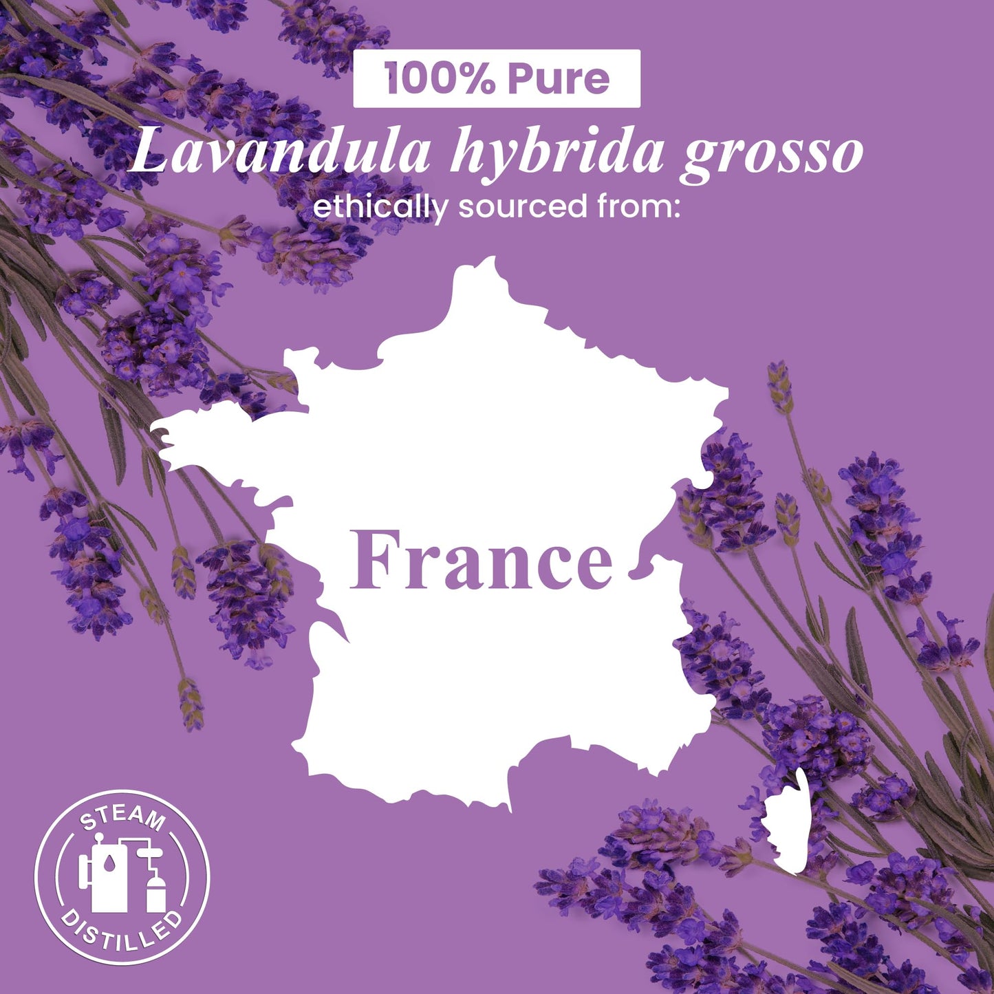 Handcraft Blends Lavender Essential Oil – 16 fl oz | 100% Pure & Natural