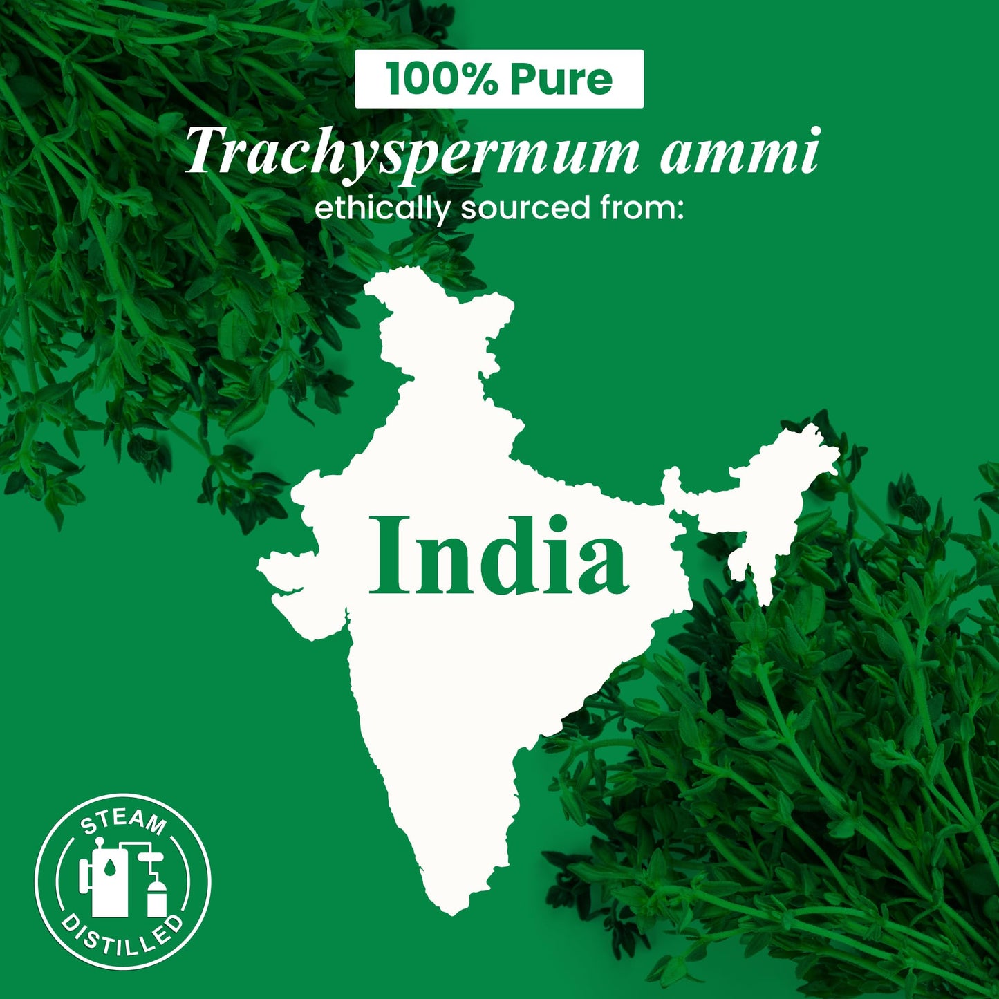 Thyme Essential Oil 4 oz – 100% Pure & Natural | Handcraft Blends