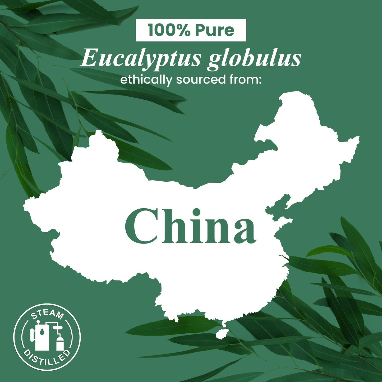 Handcraft Blends Organic Eucalyptus Essential Oil – 1oz | 100% Pure & Natural