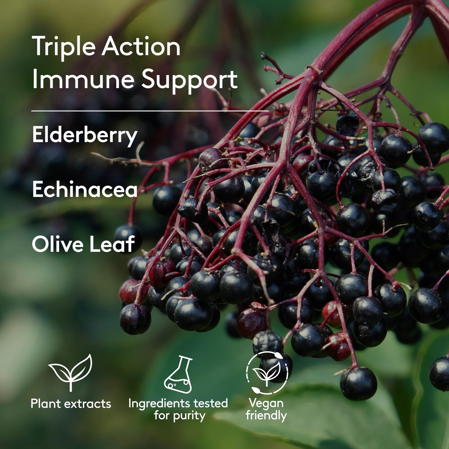 Harker Herbals Children's Immune & Wellbeing Herbal Syrup | Daily Immunity with Elderberry, Echinacea & Olive Leaf (5.1 fl oz)