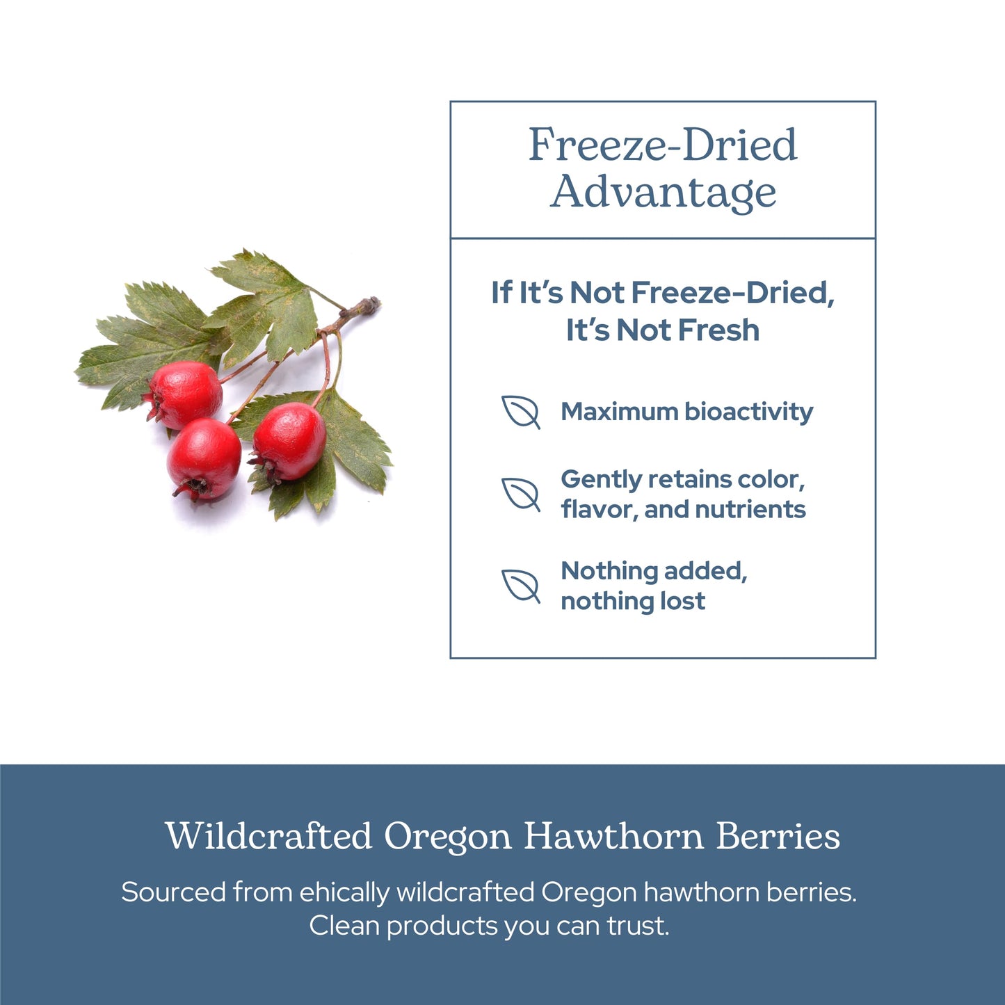 Eclectic Institute Hawthorn Berry – Raw Freeze-Dried, Non-GMO | 90 CT (500 mg)