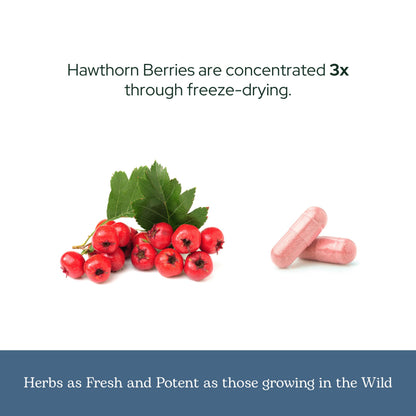 Eclectic Institute Hawthorn Berry – Raw Freeze-Dried, Non-GMO | 90 CT (500 mg)
