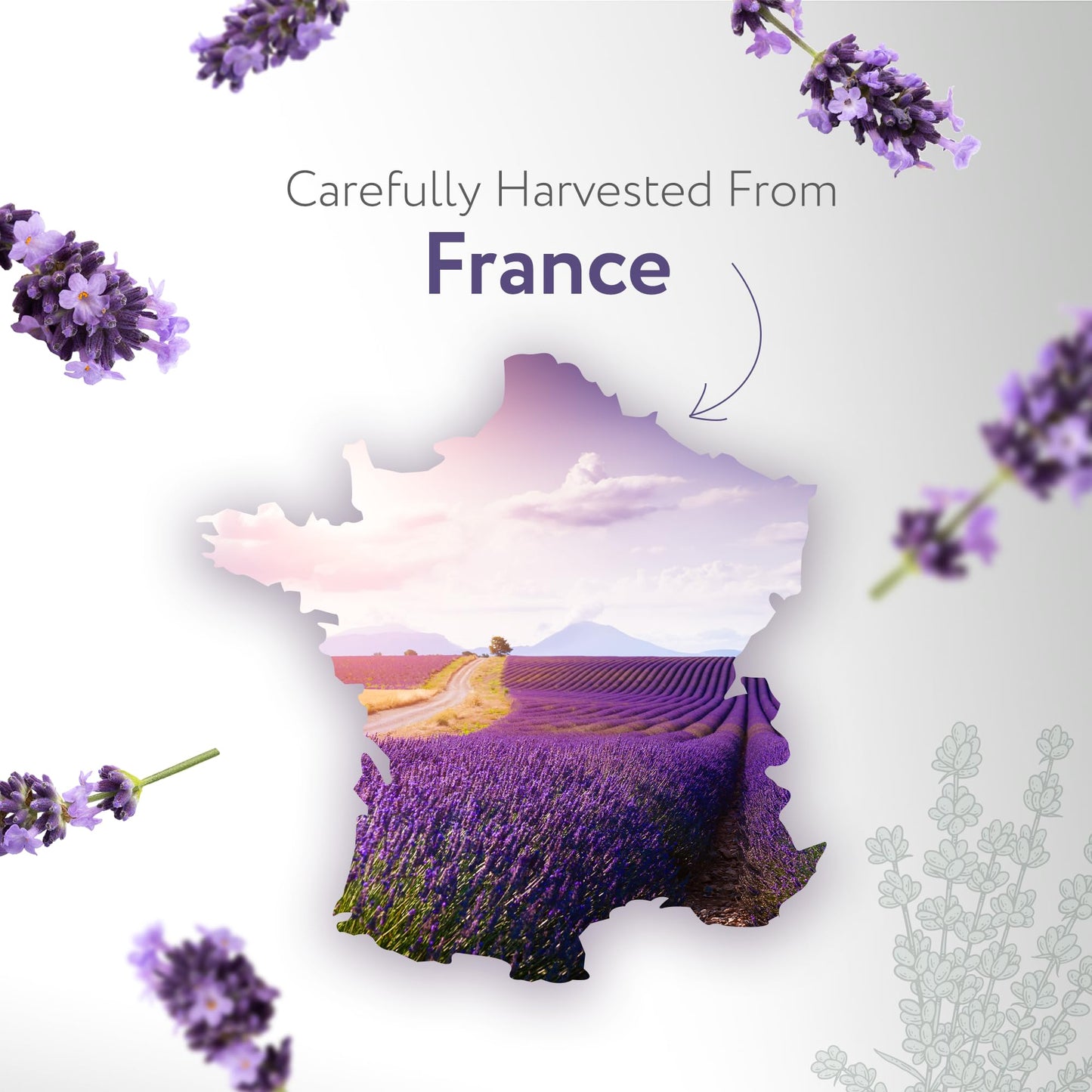 HBNO Lavender Dutch Oil - 16 oz (475 ml) Glass Bottle | Hexane-Free, Cruelty-Free