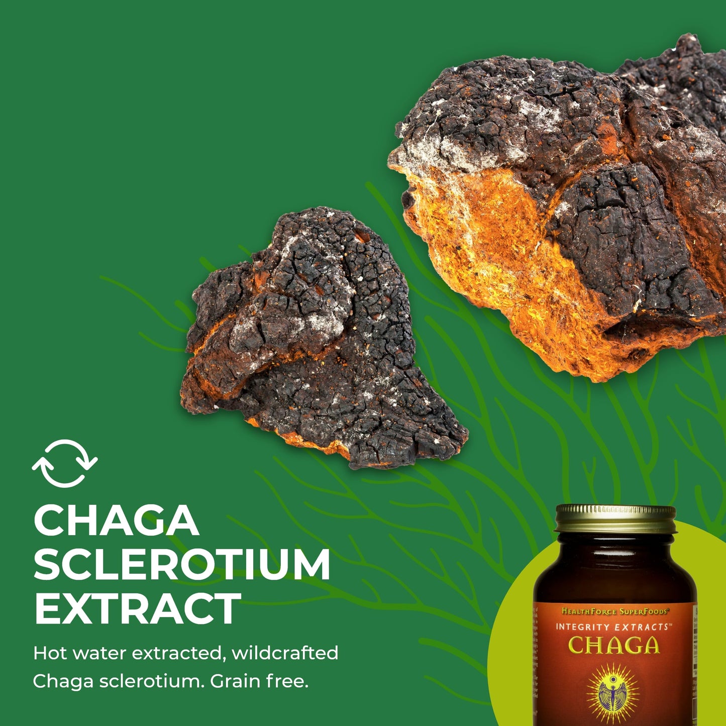 HealthForce SuperFoods Integrity Extracts Chaga Powder – 70 g | Organic, Vegan, Kosher, Gluten-Free