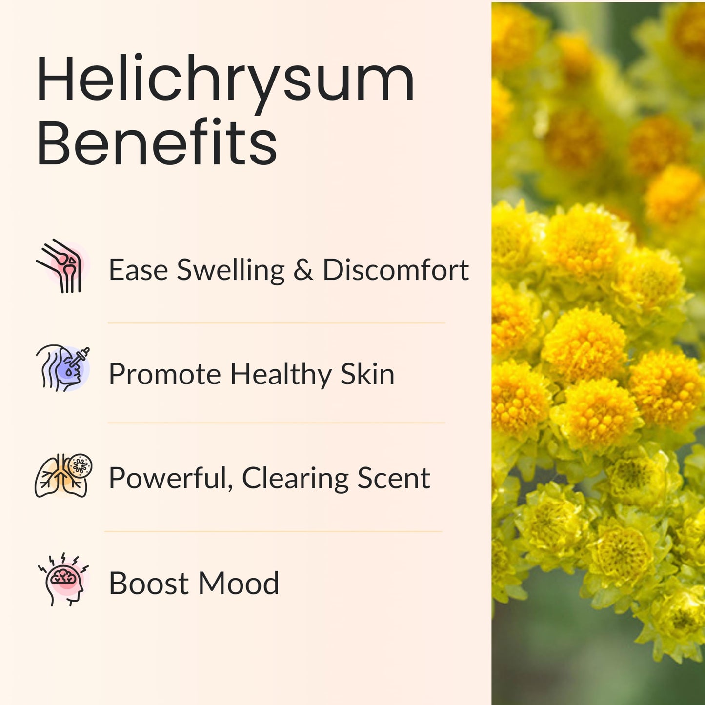 Vitality Extracts Helichrysum Essential Oil 30ml | Skin Care, Aromatherapy & Stress Relief