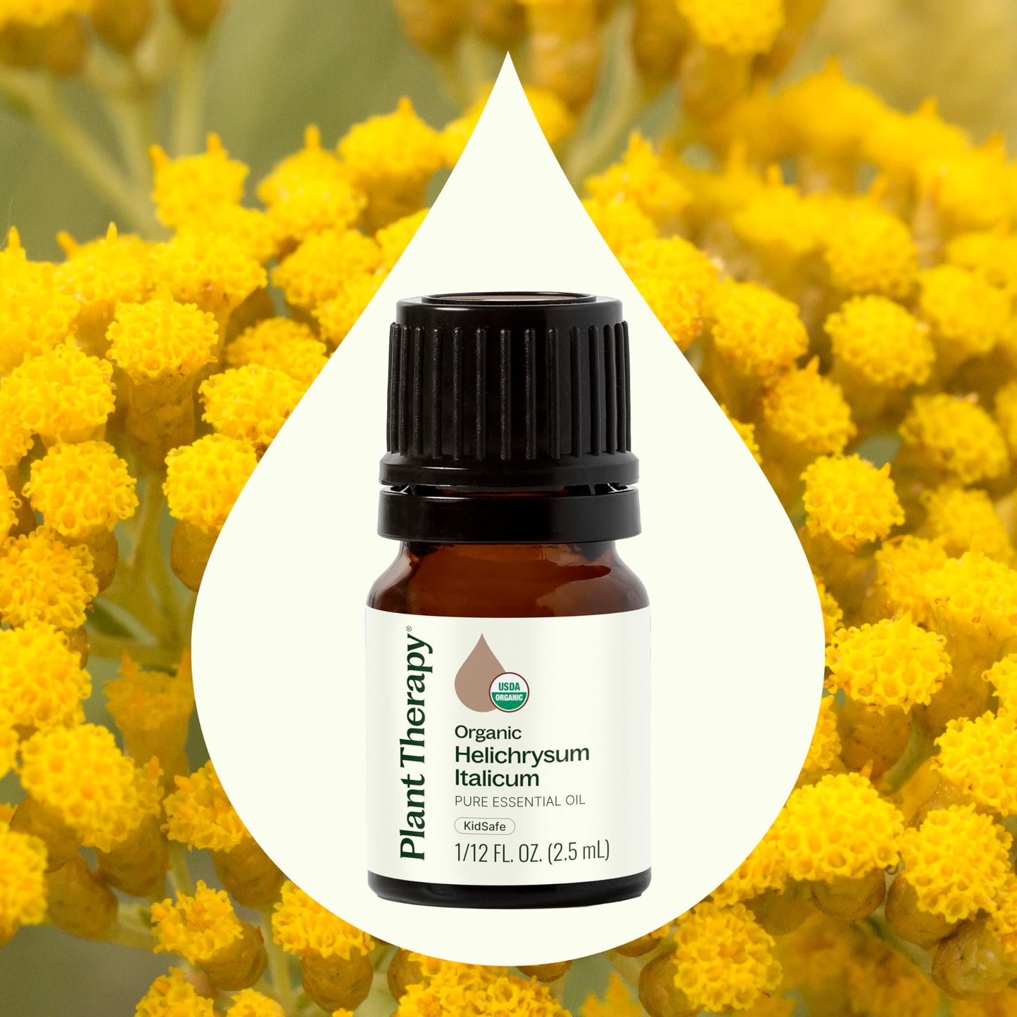 Plant Therapy Helichrysum Italicum Essential Oil 2.5 mL – 100% Pure, USDA Organic, Therapeutic Grade