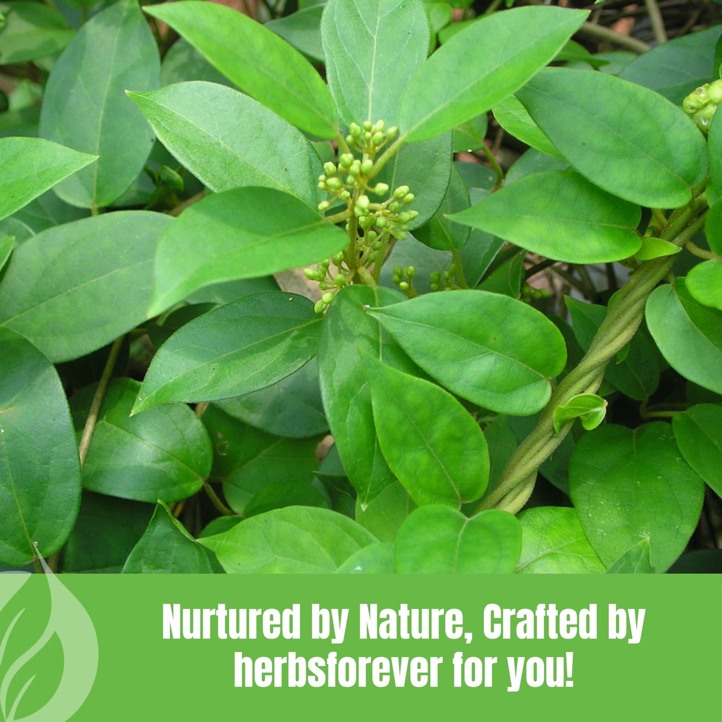 Herbsforever Gurmar Powder | Organic Gymnema Sylvestre Leaf | 454 GMS | Non-GMO, Vegan, Gluten-Free