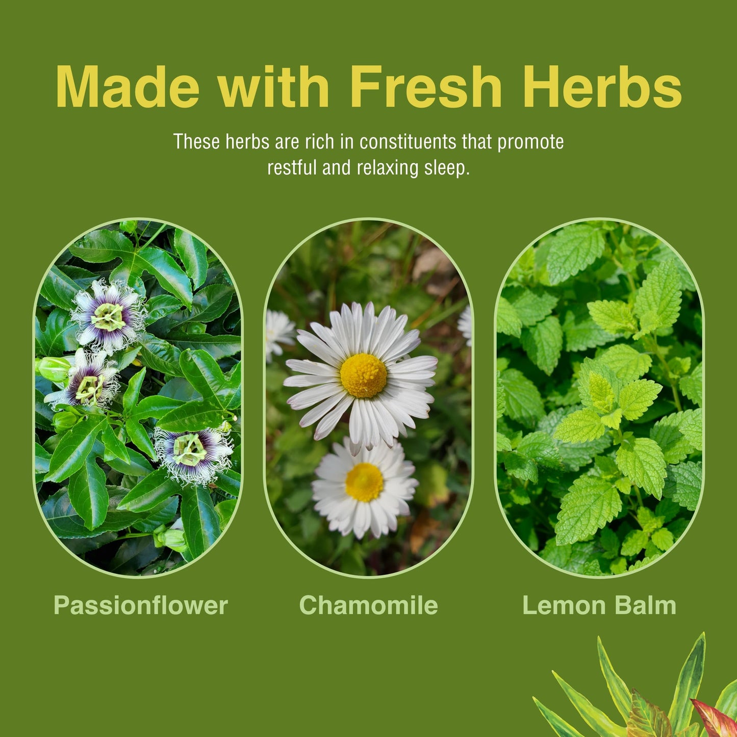 Herbs Etc. Deep Sleep Softgels – Herbal Sleep Support with Passionflower, Chamomile & Lemon Balm | 120 Softgels