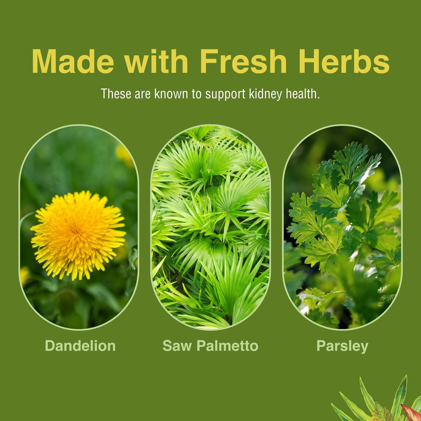 Herbs, Etc. Kidney Tonic Softgels – Natural Kidney Support (60 Servings)