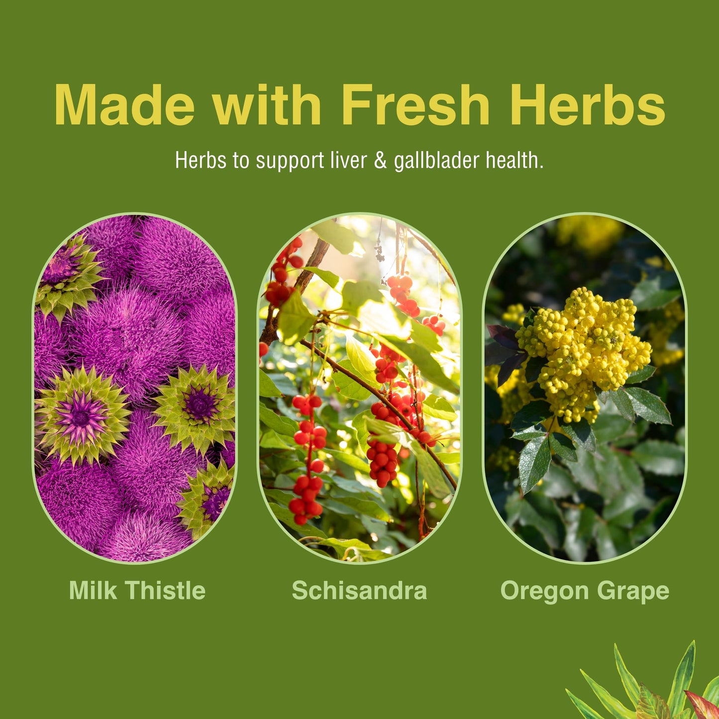 Herbs Etc. Liver Tonic – Gallbladder & Liver Health Supplement | Milk Thistle, Schisandra & Oregon Grape | 60 Softgels