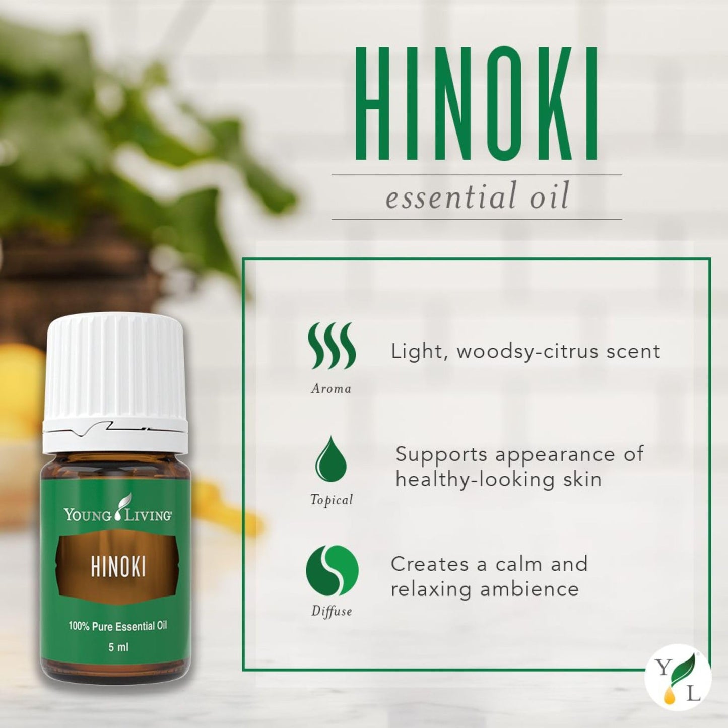 Young Living Hinoki Essential Oil 5 ml | Refreshing & Calming Ambiance for Work, Study, Meditation