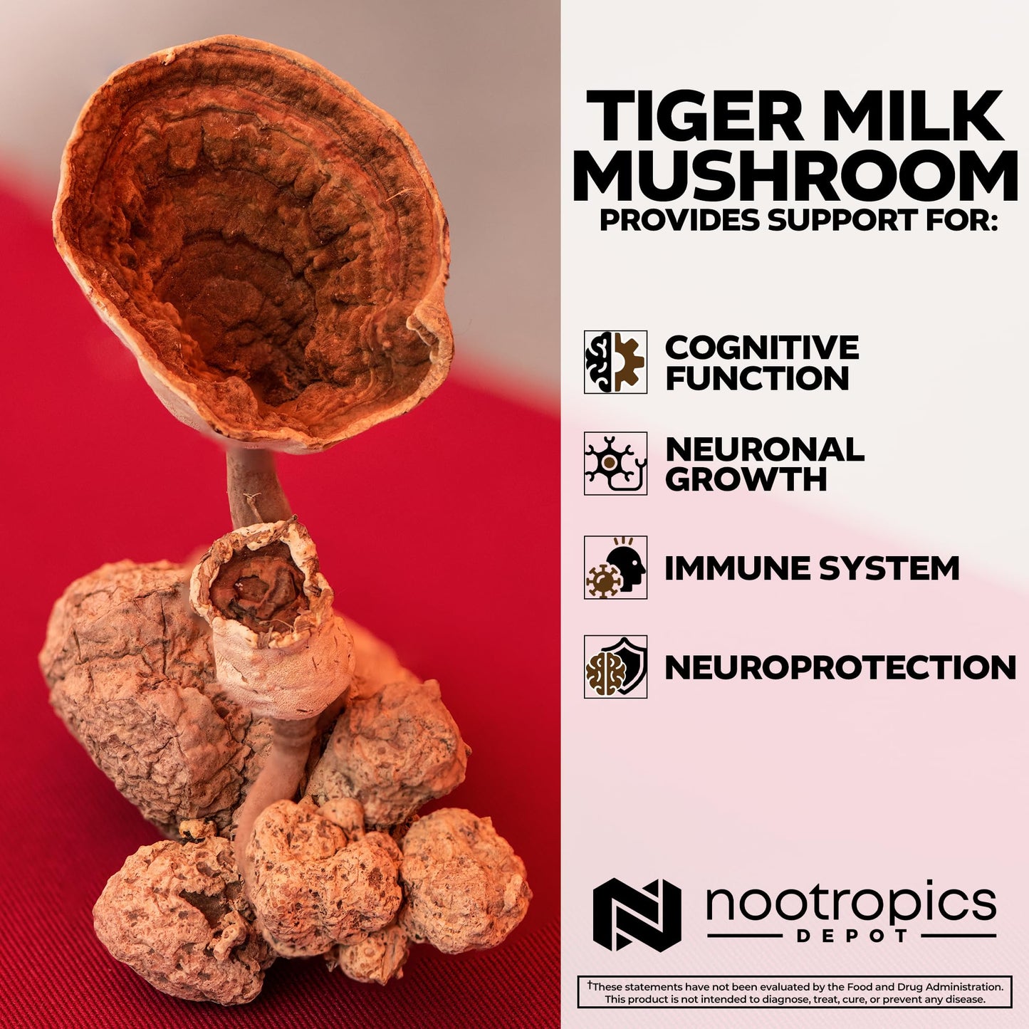 Nootropics Depot Tiger Milk Mushroom Capsules 300mg - 60 Count | Lignosus rhinocerus Sclerotium | Cognition, Histamine & Respiratory Support