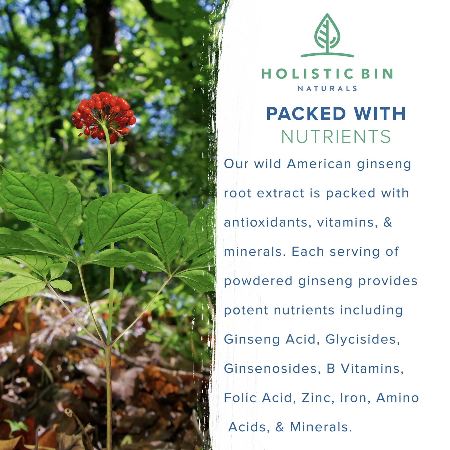 Holistic Bin Wild American Ginseng Powder – Pure Organic Ginseng (20+ Year Roots) 25g