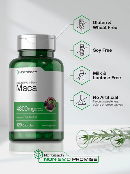 Horbäach Maca Root Capsules for Men and Women | 120 Pills | High Potency Extract | Non-GMO and Gluten Free Formula (Pack of 2)