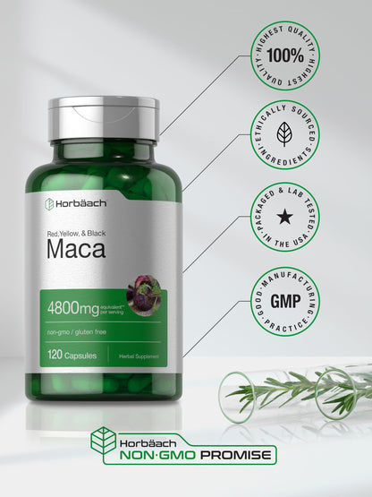Horbäach Maca Root Capsules for Men and Women | 120 Pills | High Potency Extract | Non-GMO and Gluten Free Formula (Pack of 2)