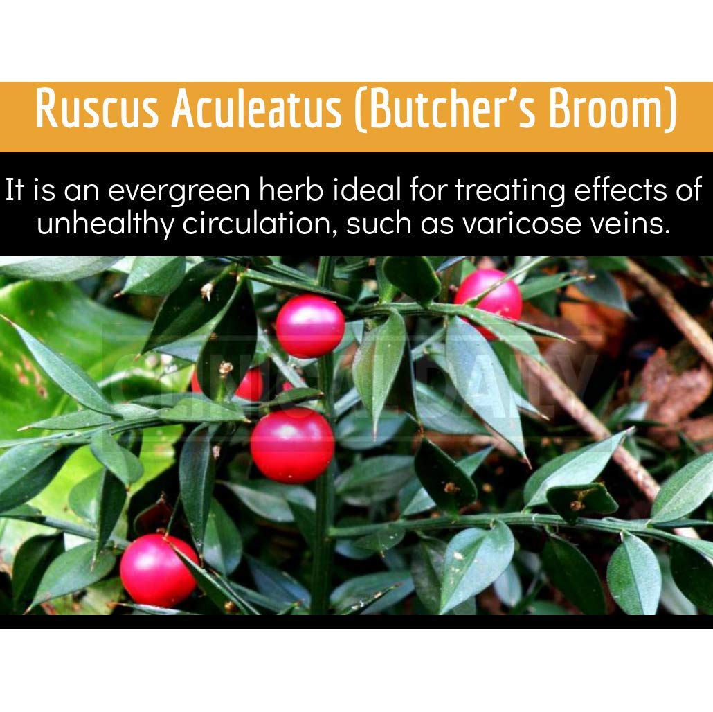 Blood Circulation Support - Butchers Broom, Horse Chestnut, Cayenne, Diosmin (90 Caps)