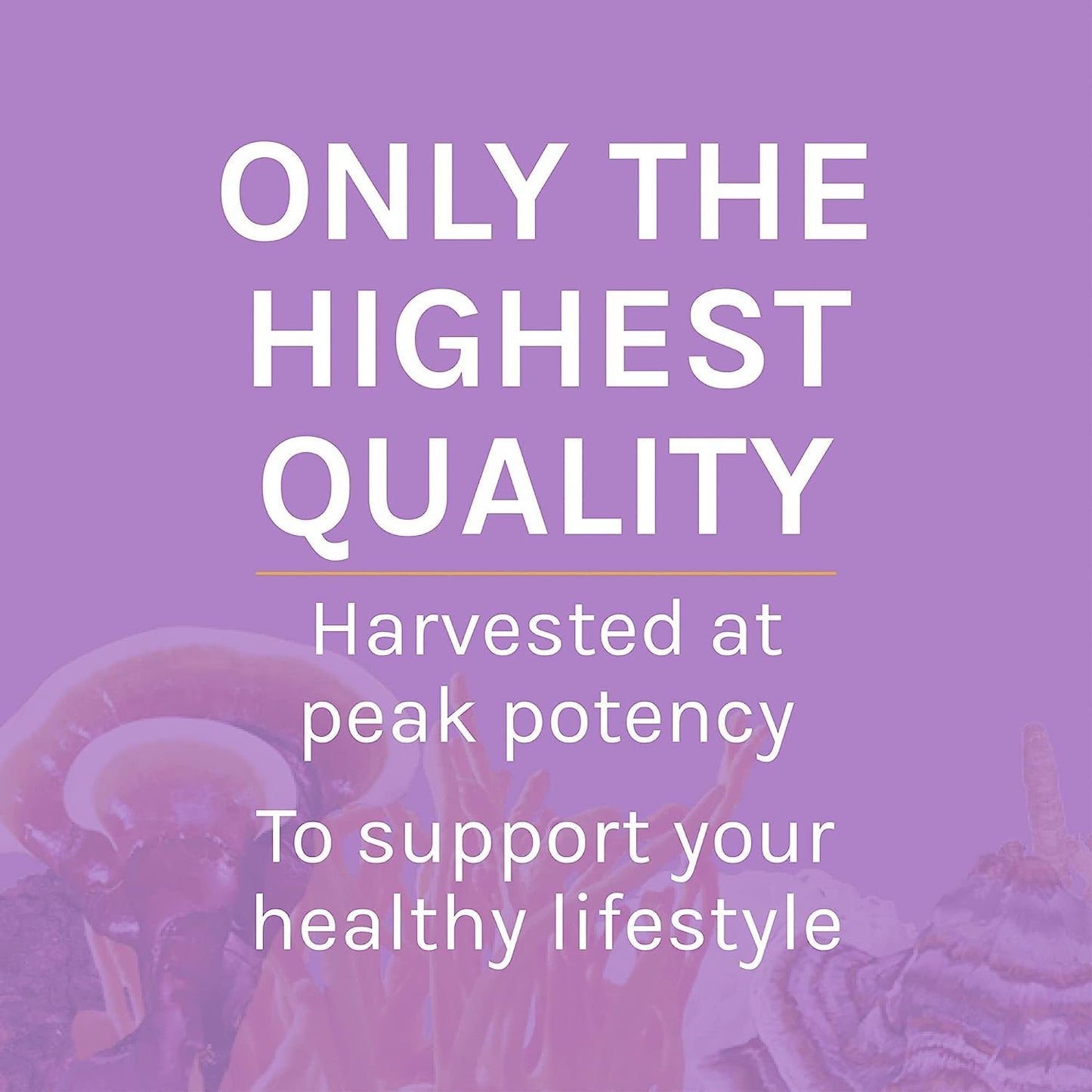 Host Defense Lion's Mane Powder - Brain Health & Focus (66 Servings)