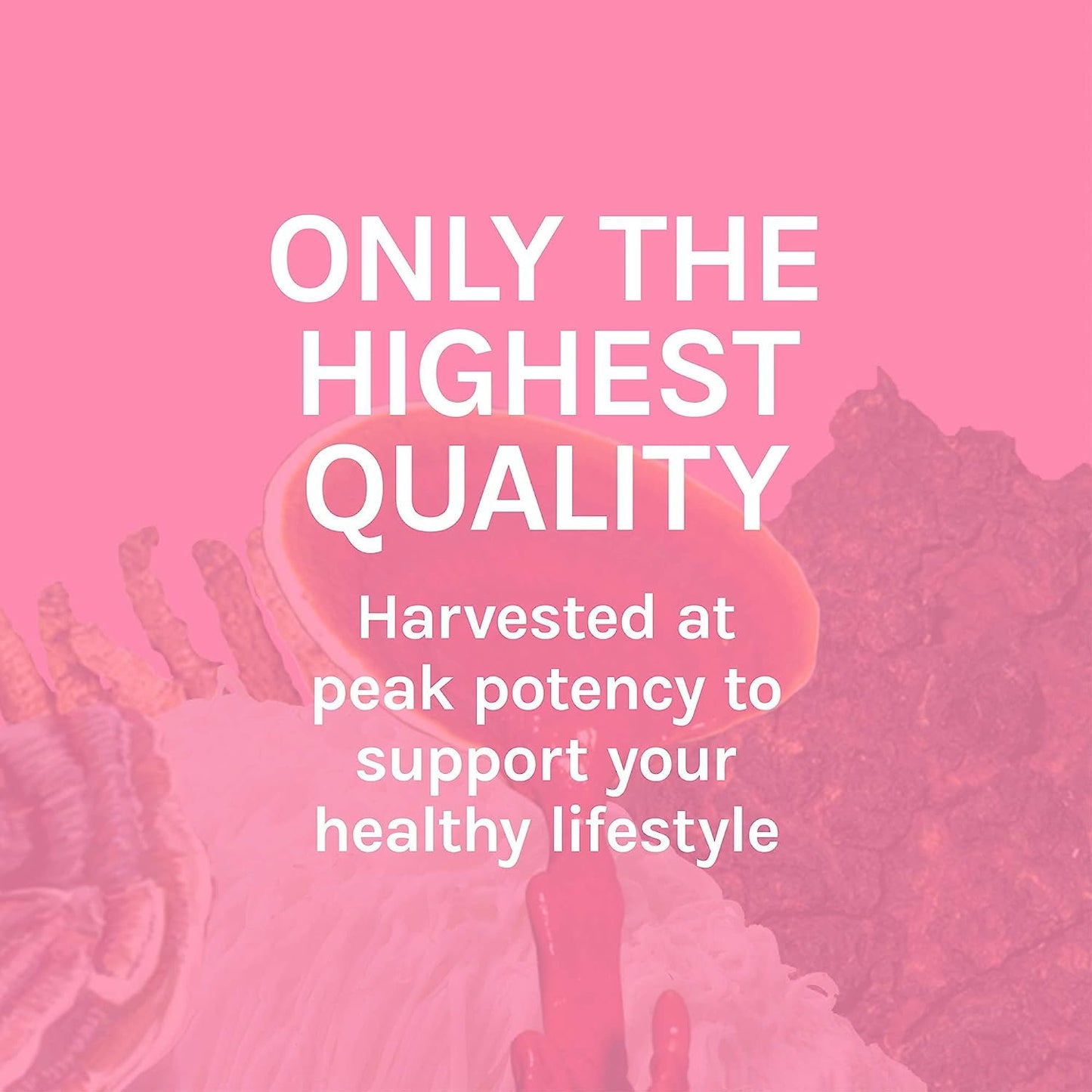 Host Defense Turkey Tail Extract – Digestive Health and Immune Support