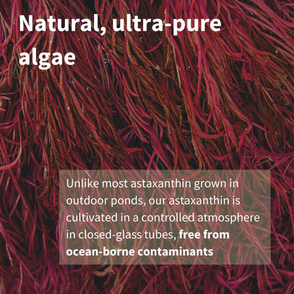 Igennus Vegan Astaxanthin 4mg Complex with Lutein & Zeaxanthin | 90 Softgels