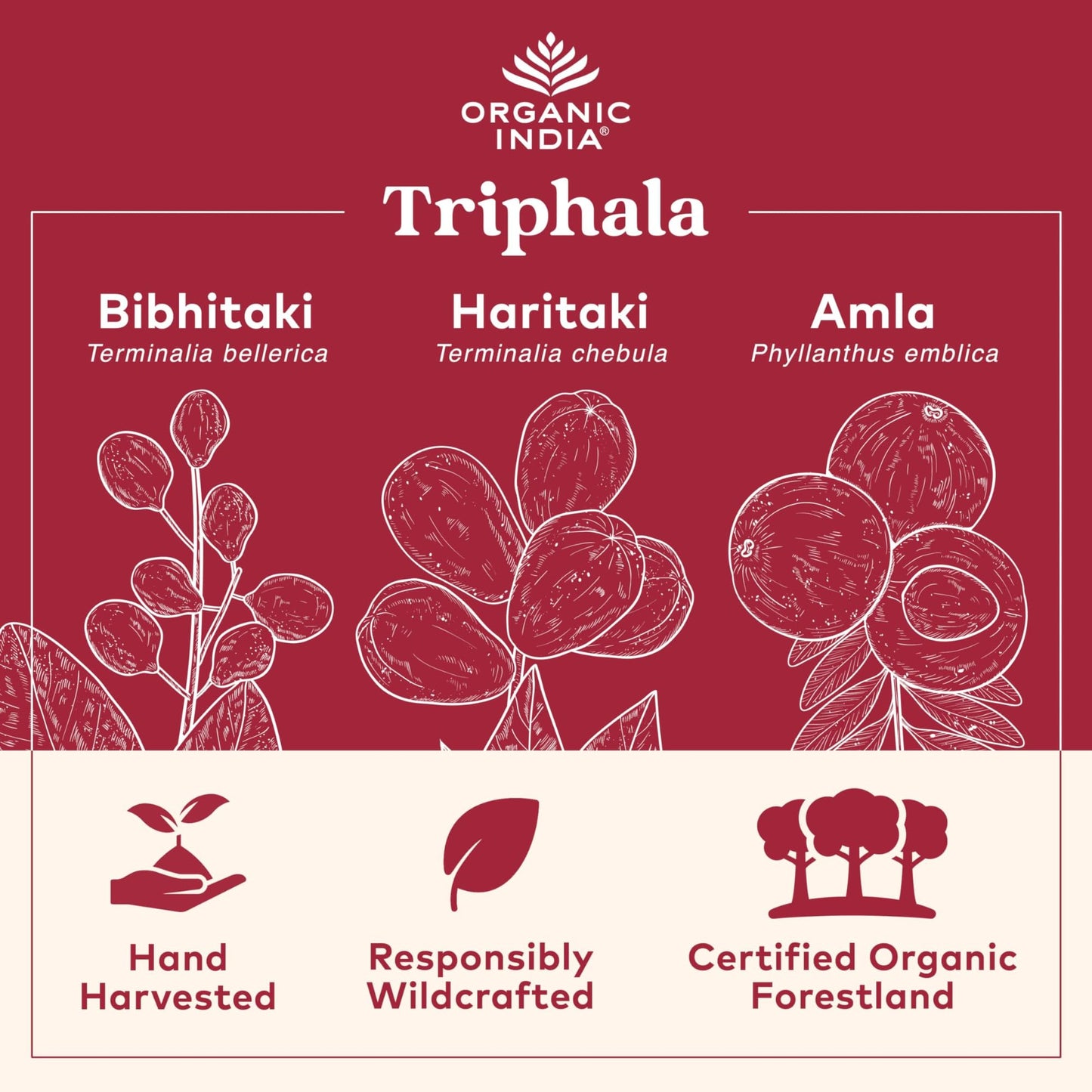 Organic India Triphala Capsules – Digestive & Immunity Support, 90 Veg Capsules