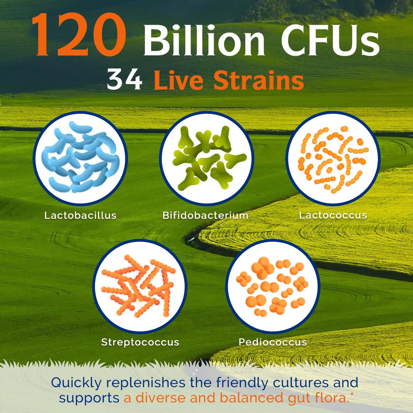 Innate Vitality Probiotics 120B CFUs – 34 Strains, Delayed Release, Shelf Stable
