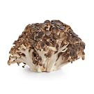 Jetsu Pure 7 Organic Mushroom Extract Powder, Chaga, Cordyceps, Lion's Mane, Maitake, Reishi, Shiitake & Turkey Tail Mushrooms Supplement, for Immune Support, Focus, Energy