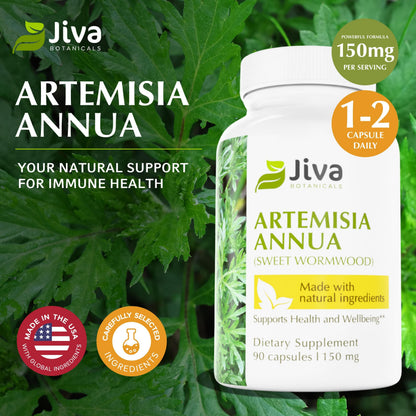 Jiva Botanicals Artemisia Annua Wormwood Capsules – Immune & Liver Health – USA Made (90 Capsules)